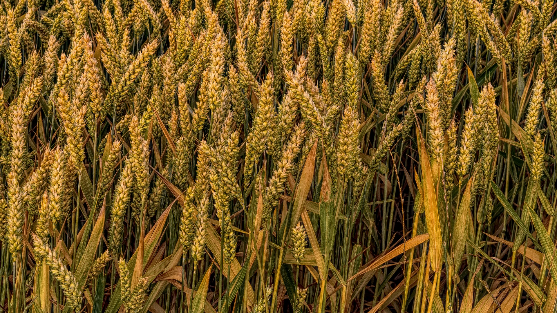 Quantos grãos de trigo é necessário, Respostas Triviais